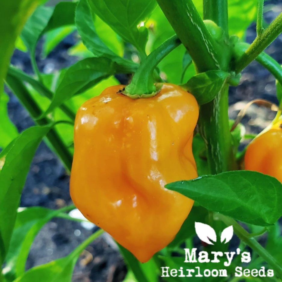 habanero plant seeds Orange Habanero Pepper