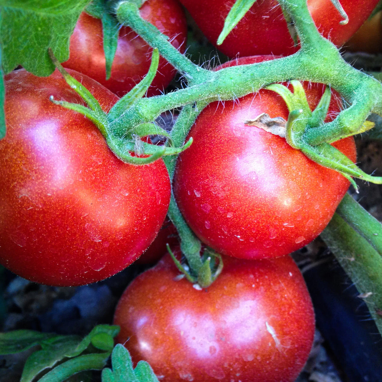 Czech Bush Tomato