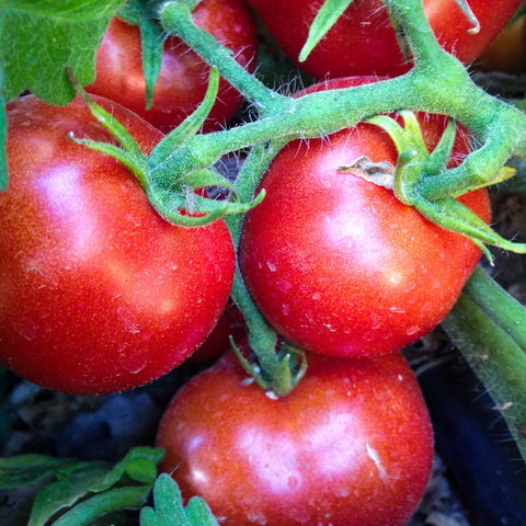 Czech Bush Tomato
