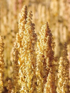 quinoa seeds plant Oro de Valle Quinoa
