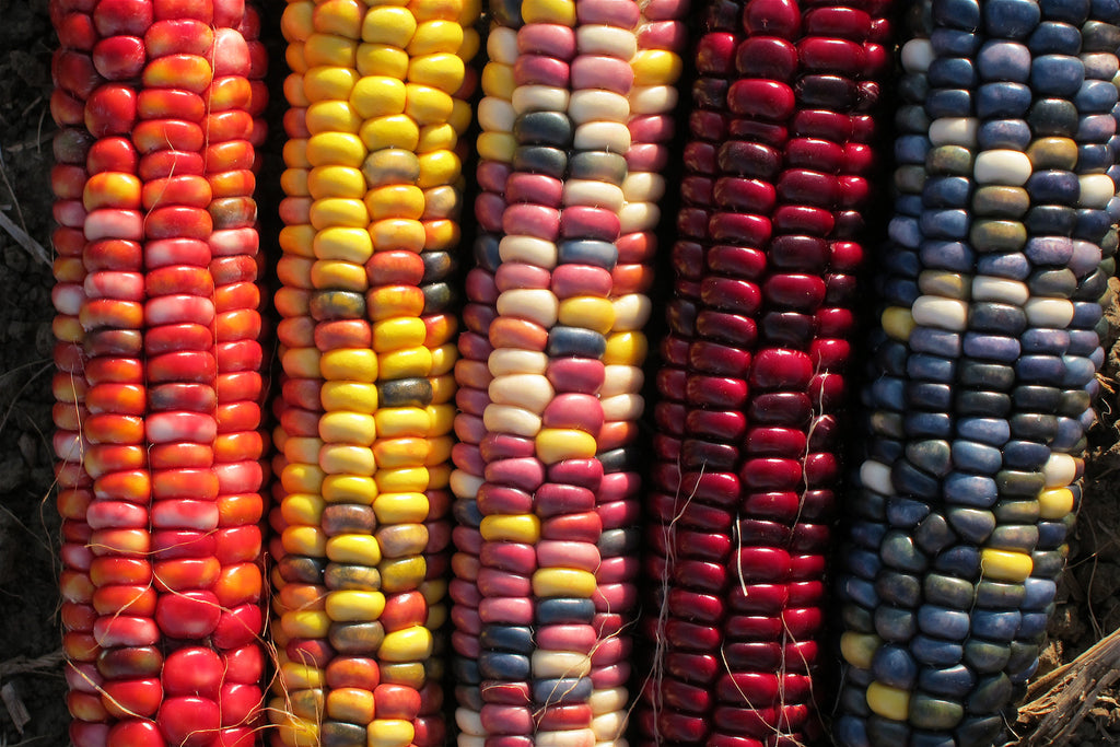 Painted Mountain Corn