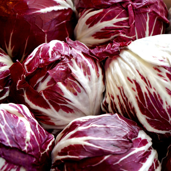 radicchio la rosa del veneto seeds Radicchio, Palla Rosa