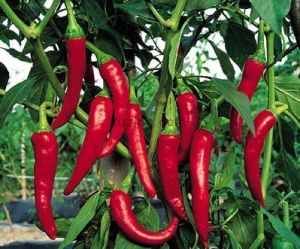 paprika plant seeds Hungarian Paprika Pepper
