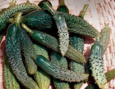 Parisian Cucumber