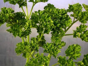Forest Green Parsley