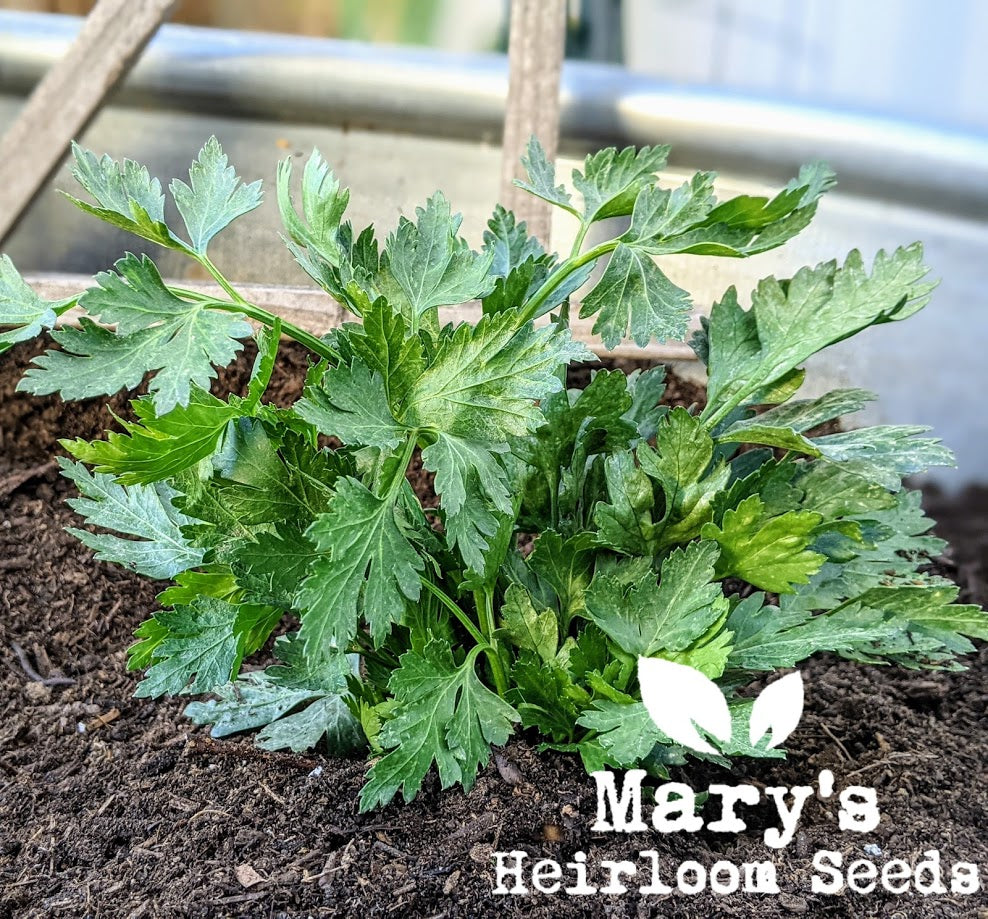 Parsley, ITALIAN – Mary's Heirloom Seeds
