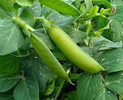 Glory of Devon Pea