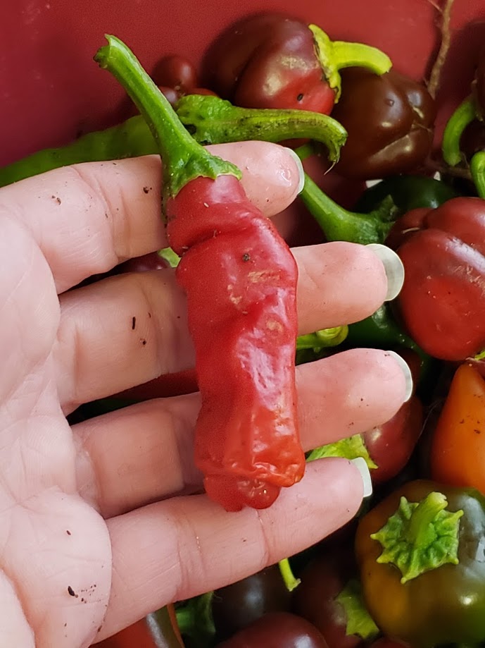 pepper garden seeds Peter Pepper – Mary's Heirloom Seeds