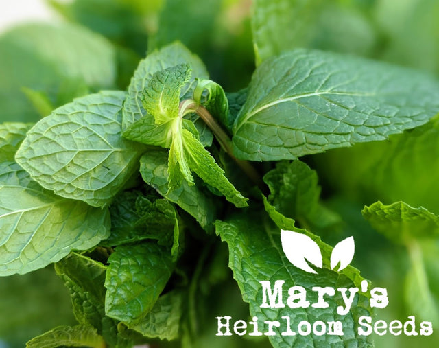 plant peppermint seeds Peppermint – Mary's Heirloom Seeds