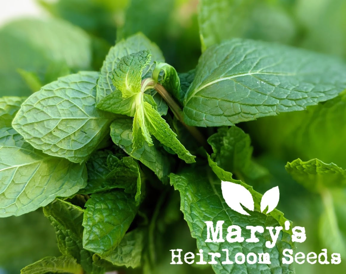 Peppermint – Mary's Heirloom Seeds