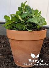 Homesteader Herbal SUPER Combo Pack
