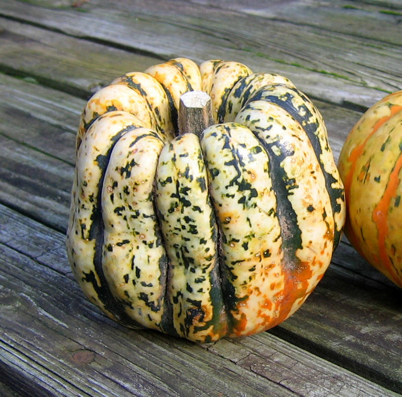 Sweet Dumpling Squash