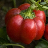 pimento seeds for planting Pimento Pepper – Mary's Heirloom Seeds