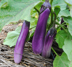 Ping Tung Long Eggplant