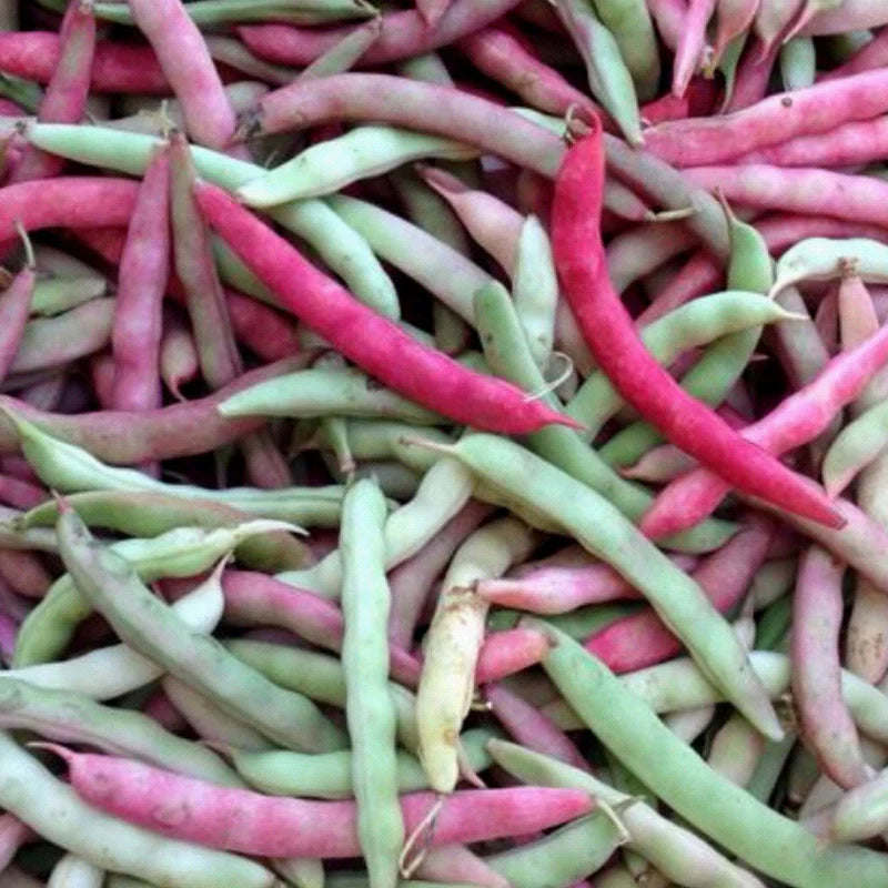 Pink Half Runner Bean