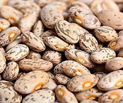 pinto bean seeds for planting Pinto Beans – Mary's Heirloom Seeds