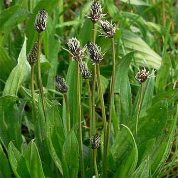 plantain plant seeds English Plantain