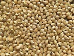bulk popcorn seeds for planting Japanese Hulless Popcorn – Mary's Heirloom Seeds
