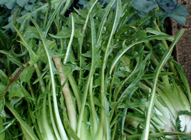 Catalogna Puntarelle Dandelion