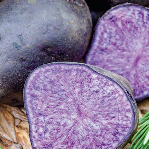 Organic Purple Fingerling Potatoes, 1 lb, Sunrise Organic Farms