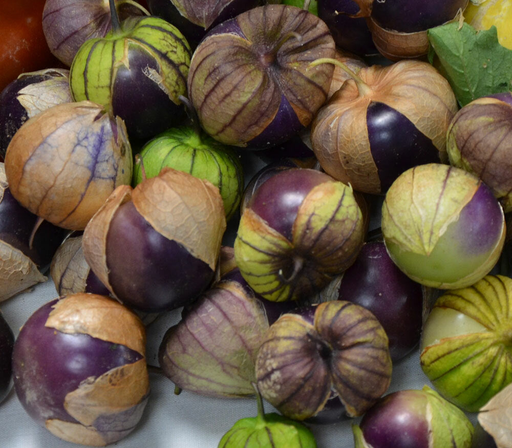 Purple de Milpa Tomatillo