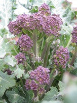 Early Purple Sprouting Broccoli