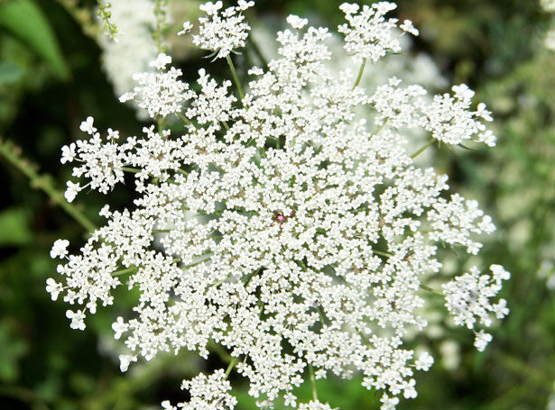 lace flower seeds Queen Anne's Lace – Mary's Heirloom Seeds