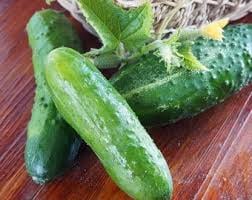 Rhinish Pickling Cucumber