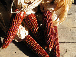 Floriani Red Flint Corn