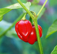 Caribbean Red Habanero Pepper