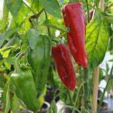 Red Marconi Pepper