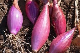 strawberry onions seeds Red of Florence Onion – Mary's Heirloom Seeds