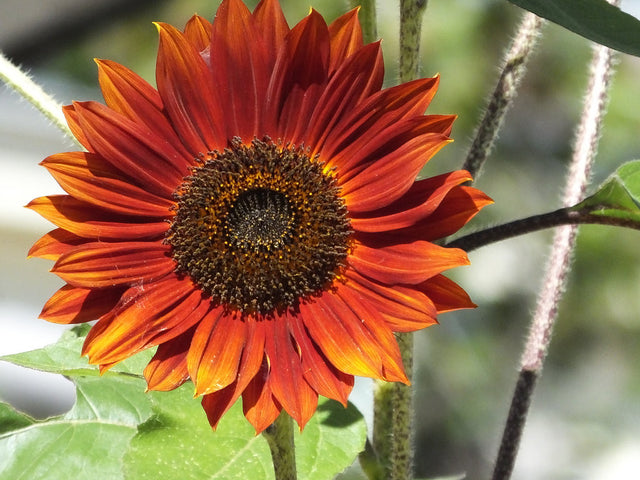 planting red sunflower seeds Sunflower, Red Sun – Mary's Heirloom Seeds