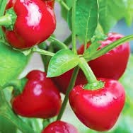 Red Cherry Sweet Pepper