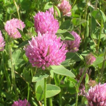 planting red clover seeds Mammoth Red Clover