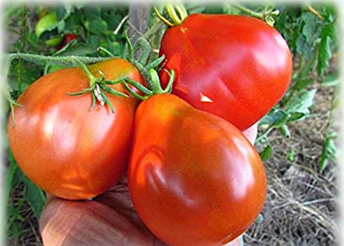 Red Truffle Tomato