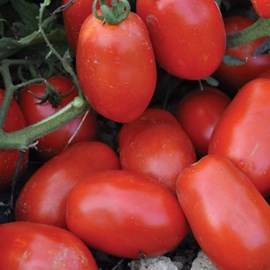 Rio Fuego Processing Tomato