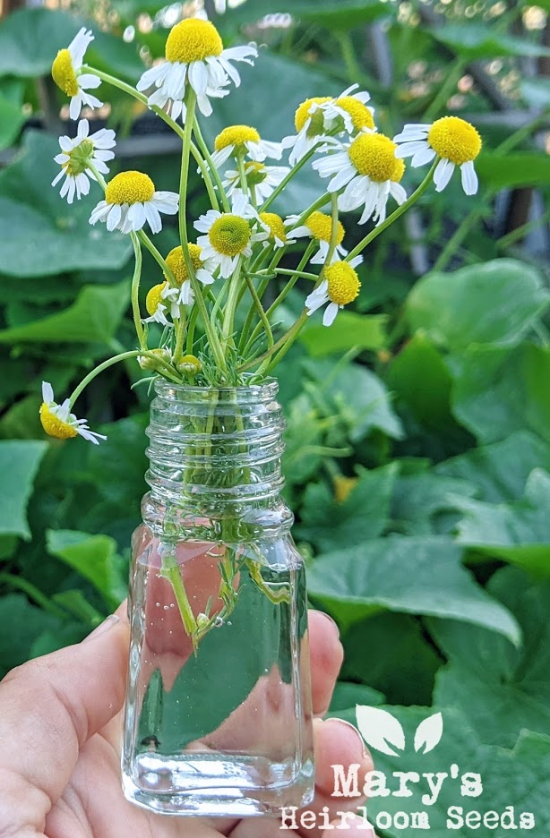 chamomile flower seeds Roman Chamomile
