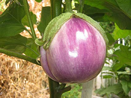 Rosa Bianca Eggplant – Mary's Heirloom Seeds