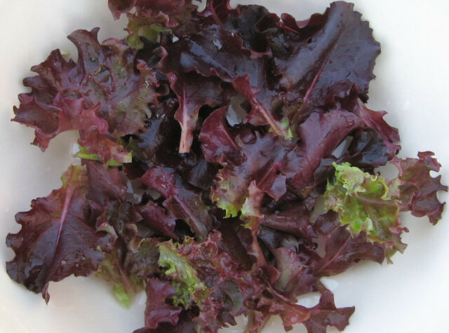 Ruby Red Lettuce