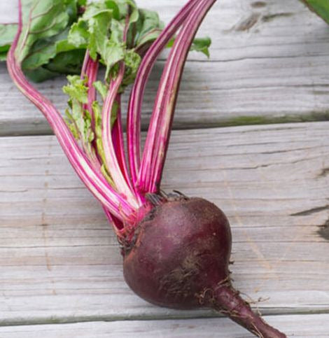 Ruby Queen Beet