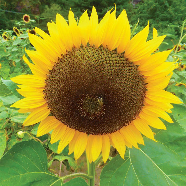 planting mammoth russian sunflower seeds Sunflower, Russian Mammoth – Mary's Heirloom Seeds