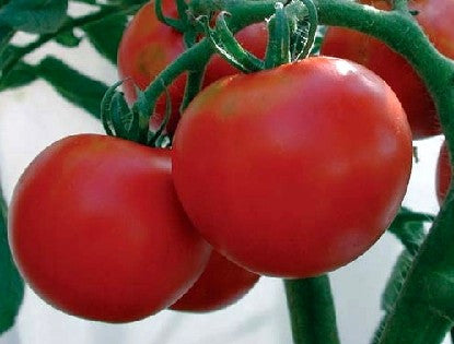 Rutgers Tomato