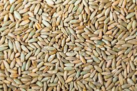 rosen rye seeds Rye Seeds – Mary's Heirloom Seeds