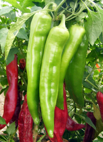 Big Jim Hot Pepper – Mary's Heirloom Seeds