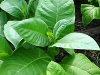 florida tobacco Florida Sumatra Tobacco florida tobacco Florida Sumatra Tobacco