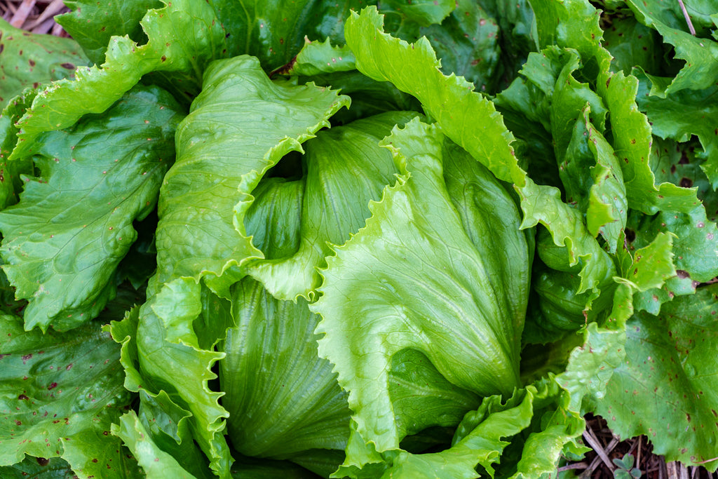 Salinas Crispead Lettuce