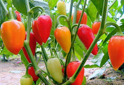 Santa Fe Grande Pepper