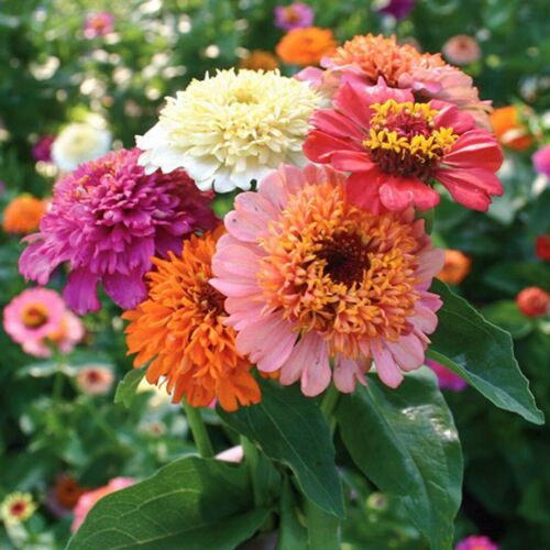 Zinnia, Scabiosa Mix