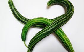Painted Serpent Cucumber